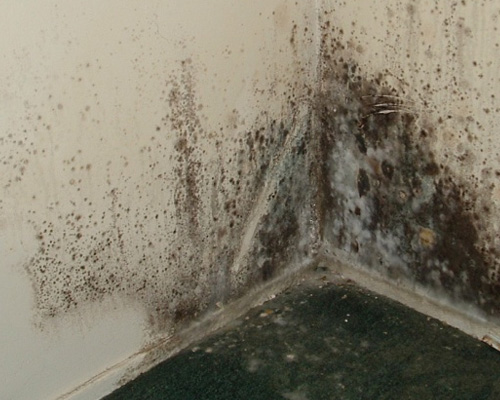 mold-damage-miami